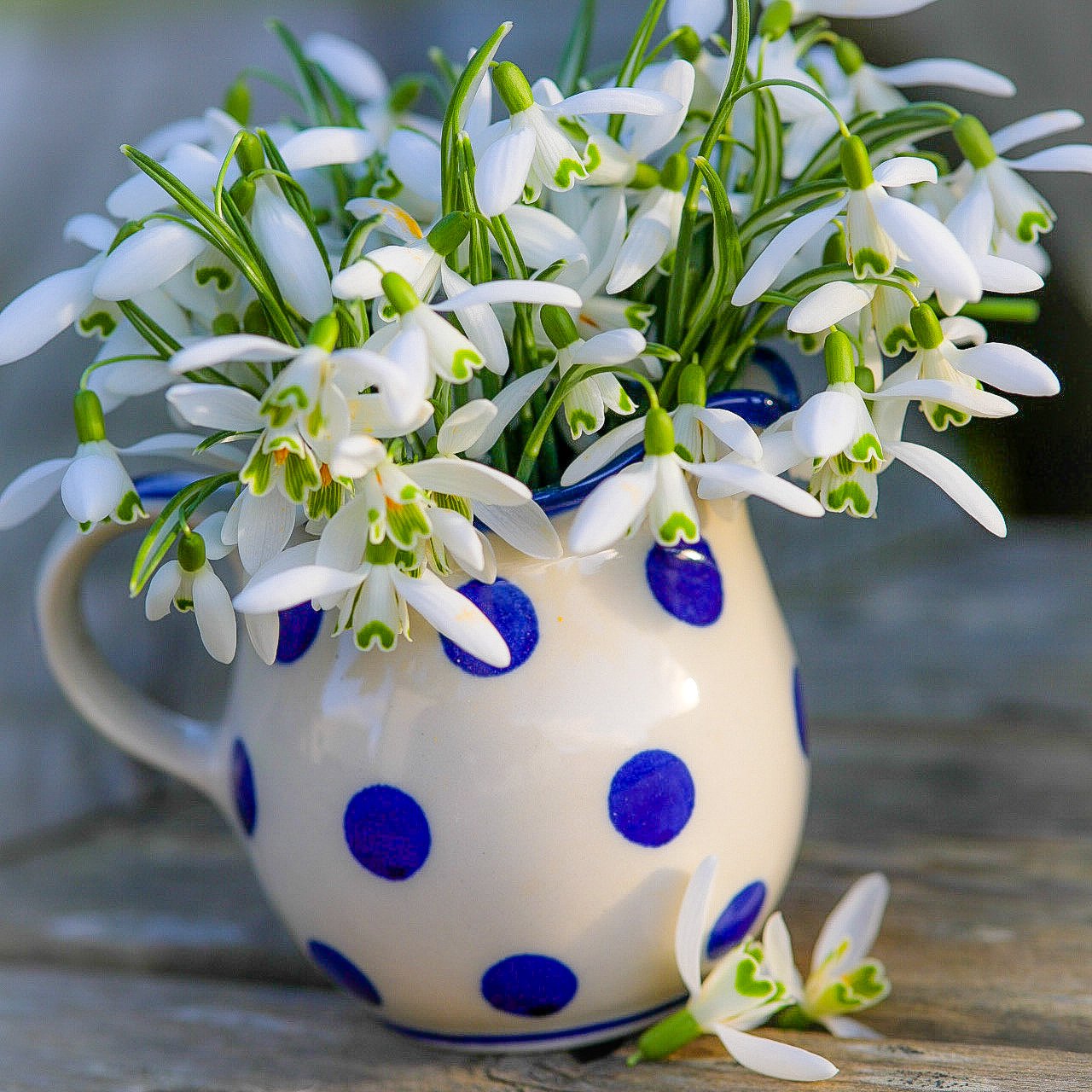 Snowdrops in a spotted jug — a photograph of God’s creation by Vanessa Owen