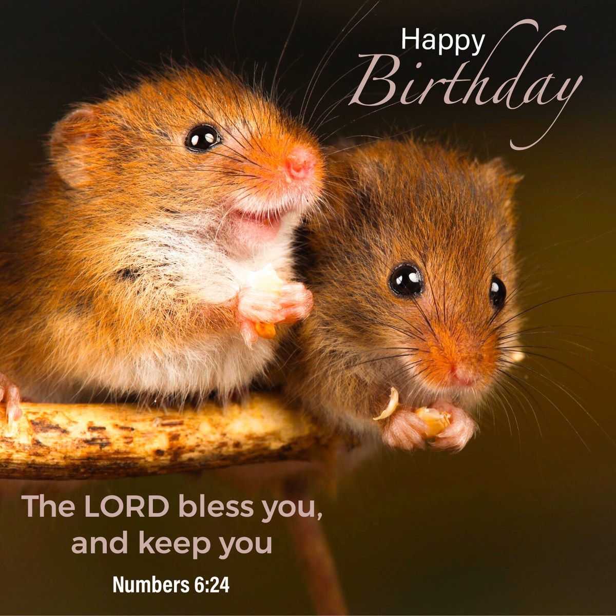 Scripture Cards by Vanessa Owen